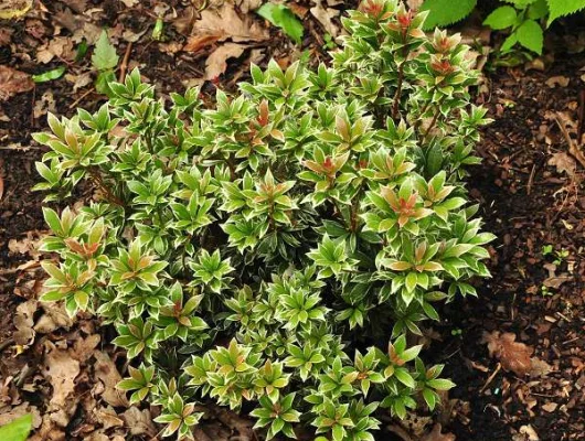 PIERIS japonica 'Little Heath' - Andromède du Japon panaché