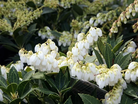 PIERIS japonica 'Prelude' - Andromède du japon naine