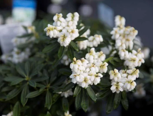 PIERIS japonica 'Sarabande' - Andromède du japon 'Sarabande'