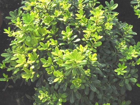 PITTOSPORUM tobira 'Nanum' - Arbuste nain à feuillage persistant