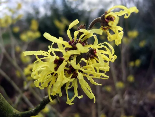 HAMAMELIS virginiana - Noisetier des sorcière 'Virginiana