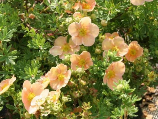 POTENTILLA fruticosa 'Daydawn' - Potentille arbustive 'Daydawn'