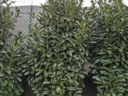 PRUNUS laurocerasus 'Genolia'® - Laurier palme à haie