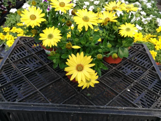 OSTEOSPERMUM 'Jaune' - Plantes annuelle