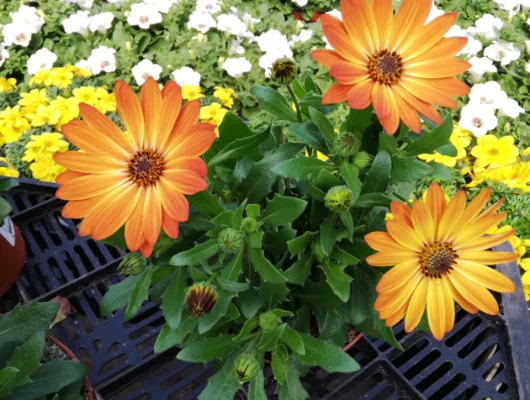 OSTEOSPERMUM 'Orange' - Plante annuelle