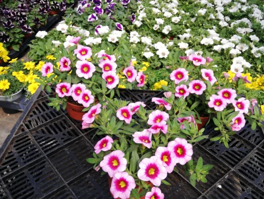 CALIBRACHOA 'Pink with Eye' - Mini pétunia