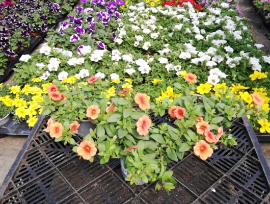 CALIBRACHOA 'Orange' - Mini pétunia 'Minifamous'