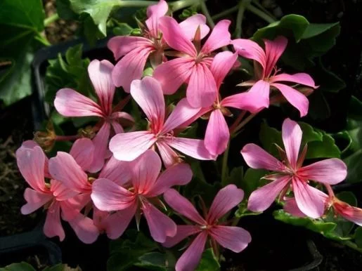 GERANIUM 'Roi des Balcons' Rose - Geranium retombant rose