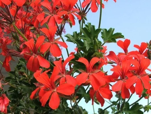 GERANIUM 'Roi des Balcons' Rouge - Geranium retombant rouge