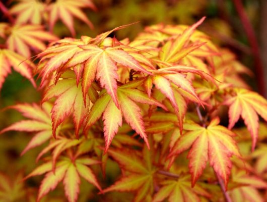 Érable du Japon 'Sango Kaku' - Acer palmatum 'Sangokaku', érable japonais