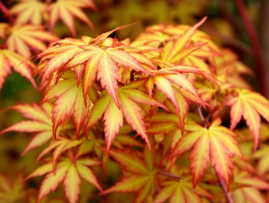 ACER palmatum 'Sangokaku' - Erable du japon