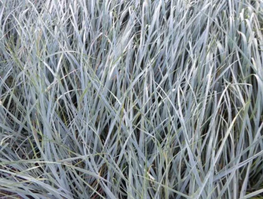 AGROPYRON magellanicus - Graminée, Elymus péctiné