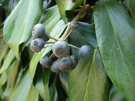 HEDERA colchica 'Arborescens' - Lierre de Colchide en arbre