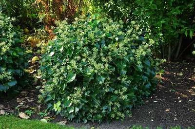 HEDERA helix 'Arborescens' - Lierre en arbre