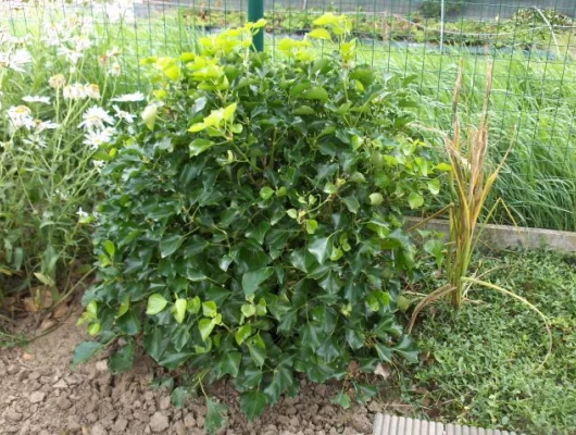 HEDERA helix 'Arbori compact' - Lierre arbustif