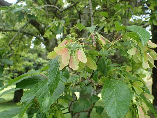 ACER tataricum - Erable du fleuve amour, érable de tatarie