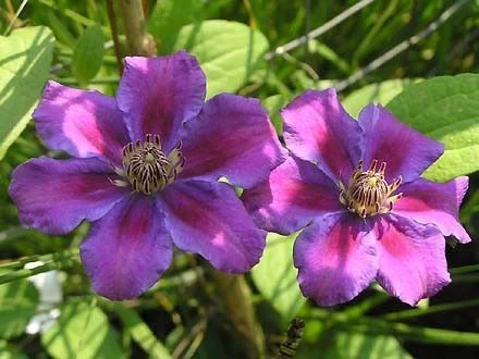 CLEMATITE 'Ashva' - Clématite Plante grimpante