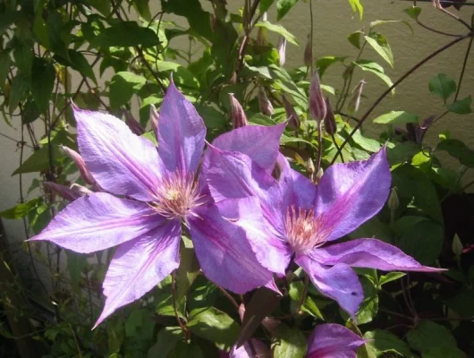 CLEMATITE 'Dorothy Walton' - Plante grimpante