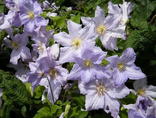 CLEMATITE 'Blue Angel' - Plante grimpante