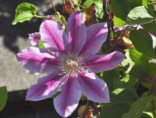 CLEMATITE 'Dr Ruppel' - Clématite plante grimpante