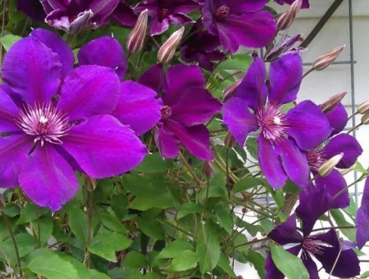 CLEMATITE 'Gipsy Queen' - Clématite Plante grimpante