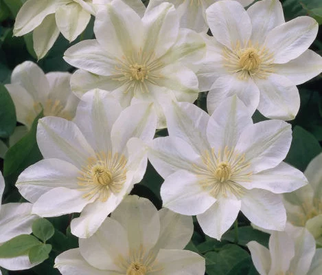 CLEMATITE 'Guernsey Cream' - Plante grimpante