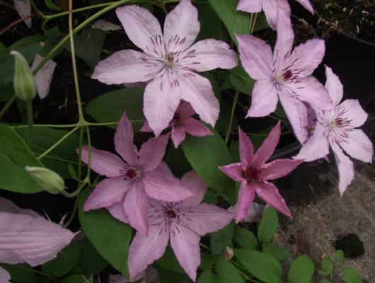 CLEMATITE 'Hagley Hybrid' - Plante grimpante