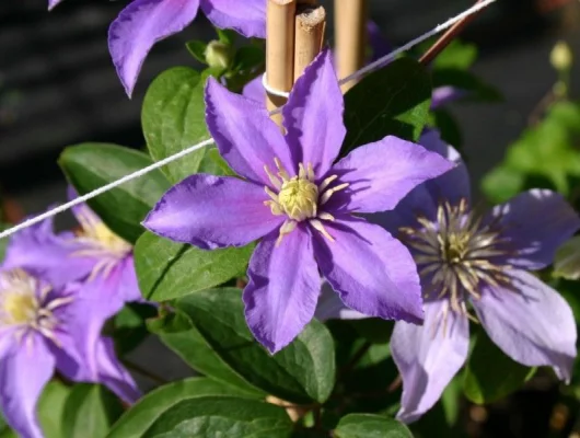 CLEMATITE 'Justa' - Plante grimpante