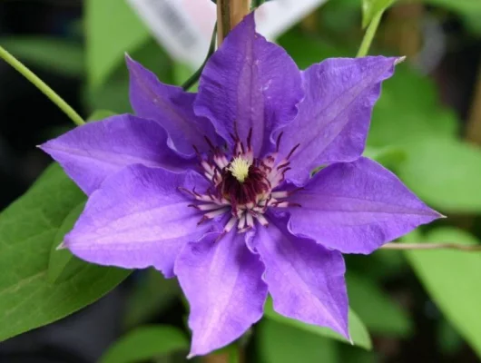 CLEMATITE 'Königskind' ® - Plante grimpante