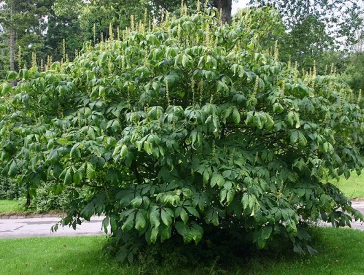 AESCULUS parviflora