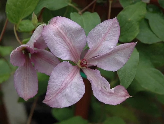 CLEMATITE 'Margaret Hunt' - Plante grimpante