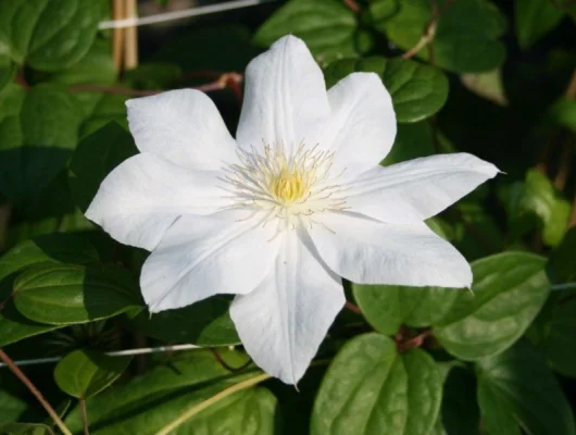 CLEMATITE 'Mme Le Coultre' - Plante grimpante