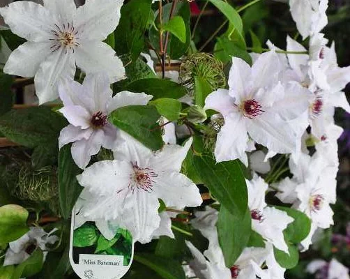 CLEMATITE 'Miss Bateman' - Plante grimpante