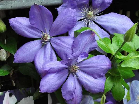 CLEMATITE 'Mrs Cholmondeley' - Plante grimpante