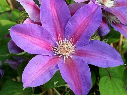 CLEMATITE 'Mrs N. Thompson' - Plante grimpante