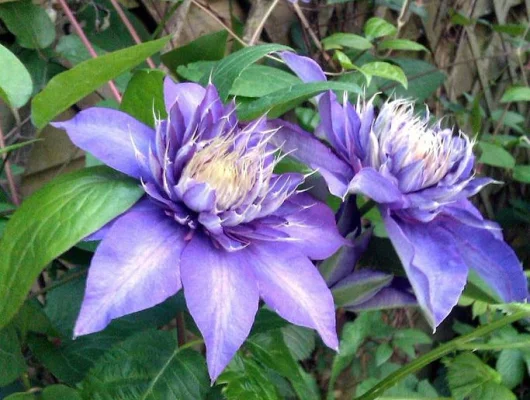 CLEMATITE 'Multi Blue' - Plante grimpante