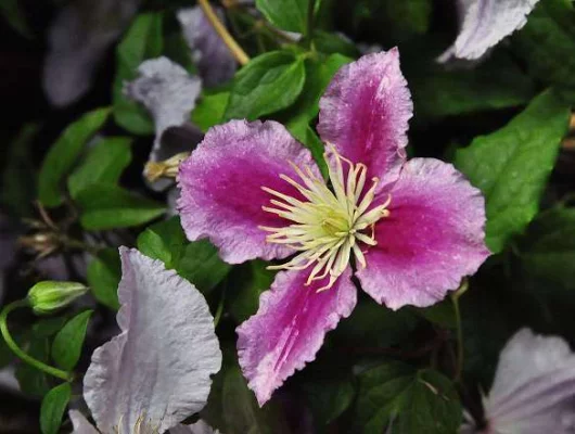 CLEMATITE 'Piilu' - Plante grimpante