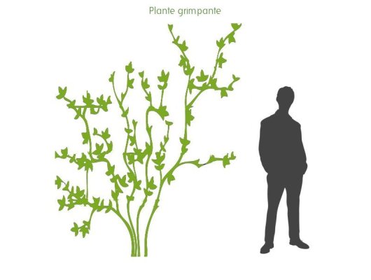 CLEMATITE Montana 'Grandiflora' - Plante grimpante