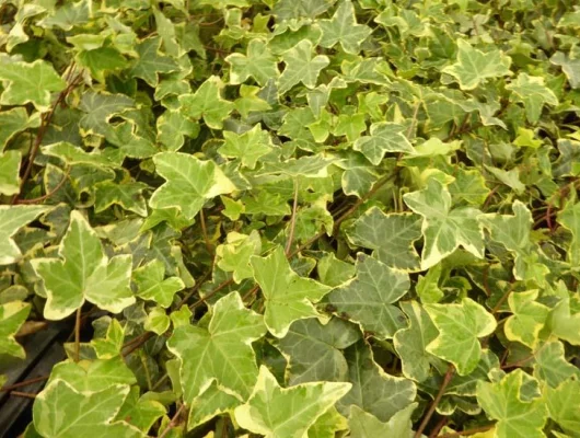 HEDERA helix 'Goldchild' - Lierre commun 'Goldchild'