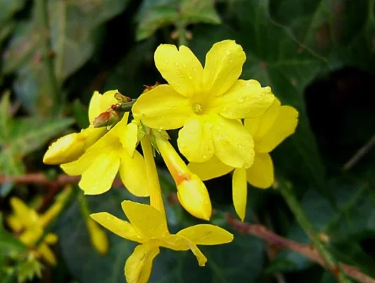 JASMINUM nudiflorum - Jasmin d'hiver