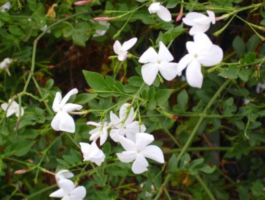 JASMINUM officinale - Jasmin officinale blanc