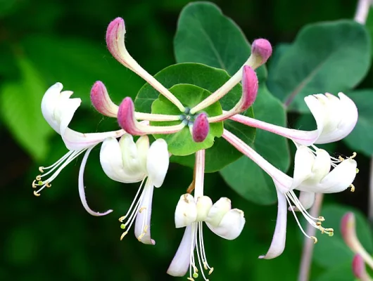 LONICERA caprifolium - Chèvrefeuille des jardins