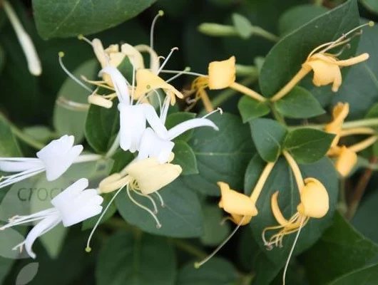 LONICERA japonica 'Hall's Prolific' - Chèvrefeuille du Japon 'Hall's Prolific'