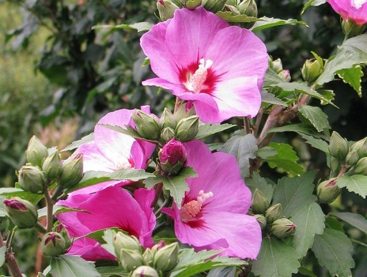 HIBISCUS syriacus 'Woodbridge' - Althea hibiscus