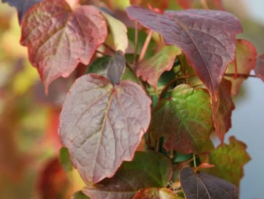 PARTHENOCISSUS tricuspidata 'Minutifolia' - Vigne Vierge japonaise