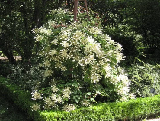 SCHIZOPHRAGMA hydrangeoides - Hortensia Grimpant