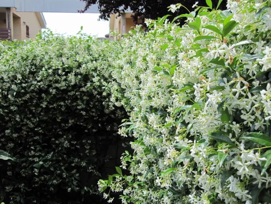 TRACHELOSPERMUM jasminoides - Jasmin étoilé