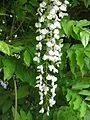 WISTERIA floribunda 'Alba' - Glycine Japonaise blanche