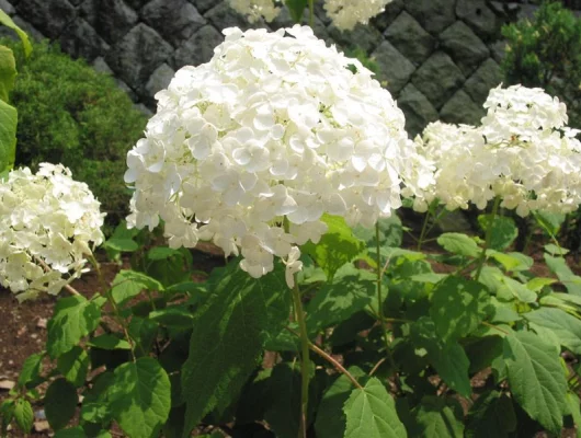 HYDRANGEA arborescens 'Annabelle' - Hortensia annabelle