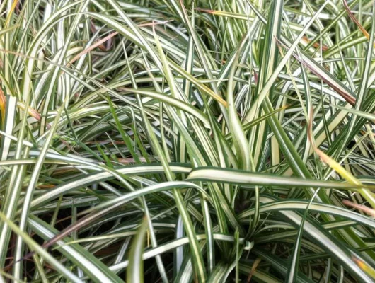 CAREX ornithopoda 'Variegata' - Graminée, Laîche